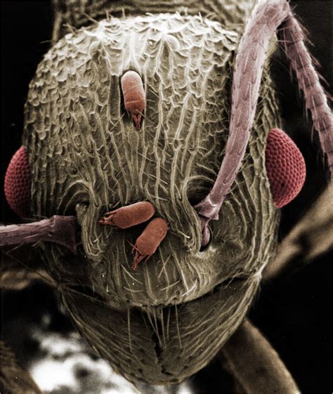ant electron microscope|Ants under a Microscope .
